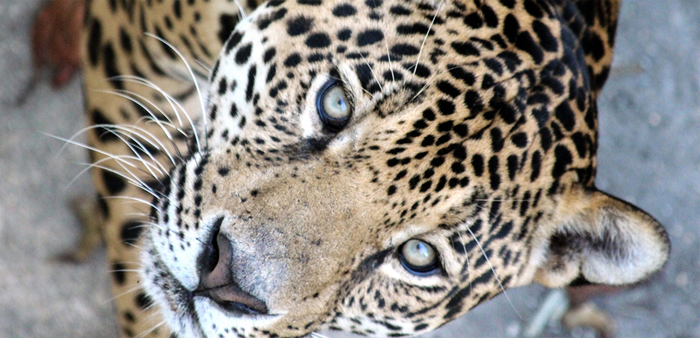 La energía viento entre pumas y jaguares Enel Green Power